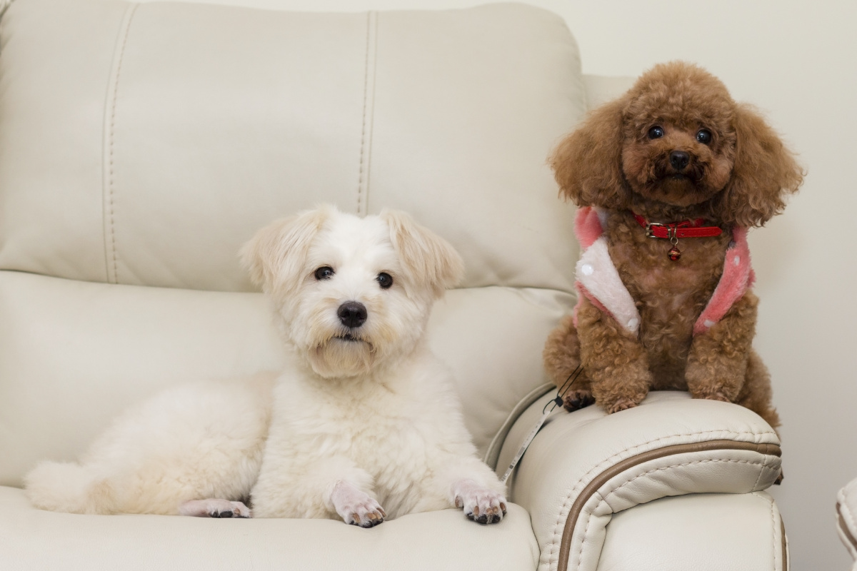 憨厚机灵的图莱亚尔绒毛犬