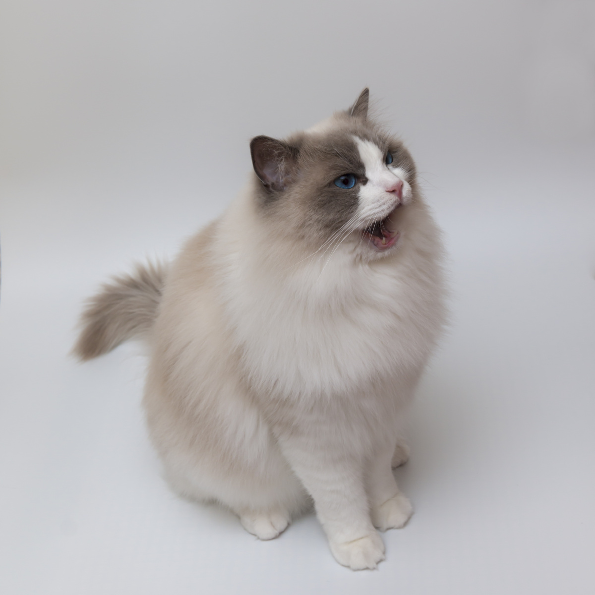 随拍孩子喜欢的一岁半大蓝双布偶猫