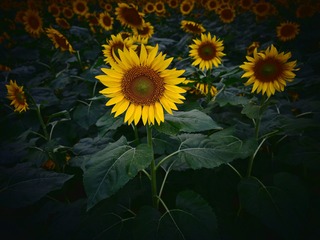 9815F1D5-2A8A-4E30-8248-E863AA25E4AC/L0/001