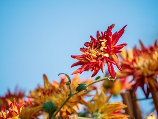 1185136