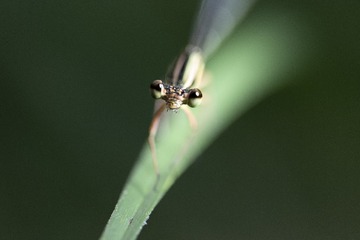 DD6FF872-1424-4D02-AB59-5D2754ED51F1/L0/001