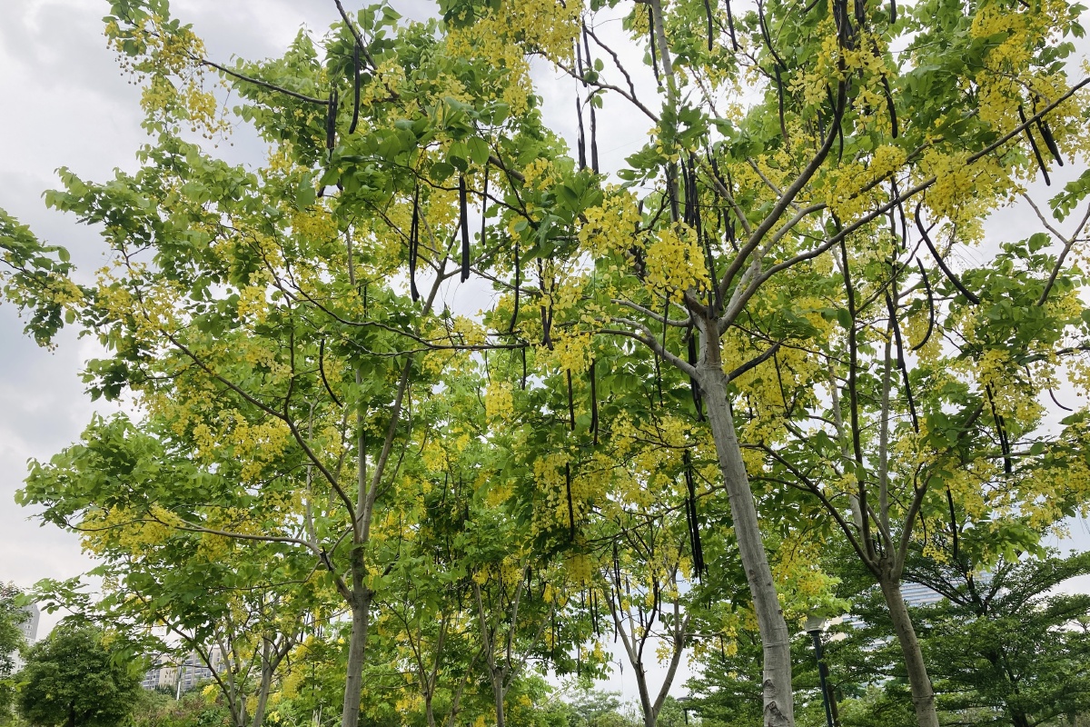 黄金雨儿童公园随拍黄金雨学名阿勃勒是泰国的国花初夏花开满树金黄