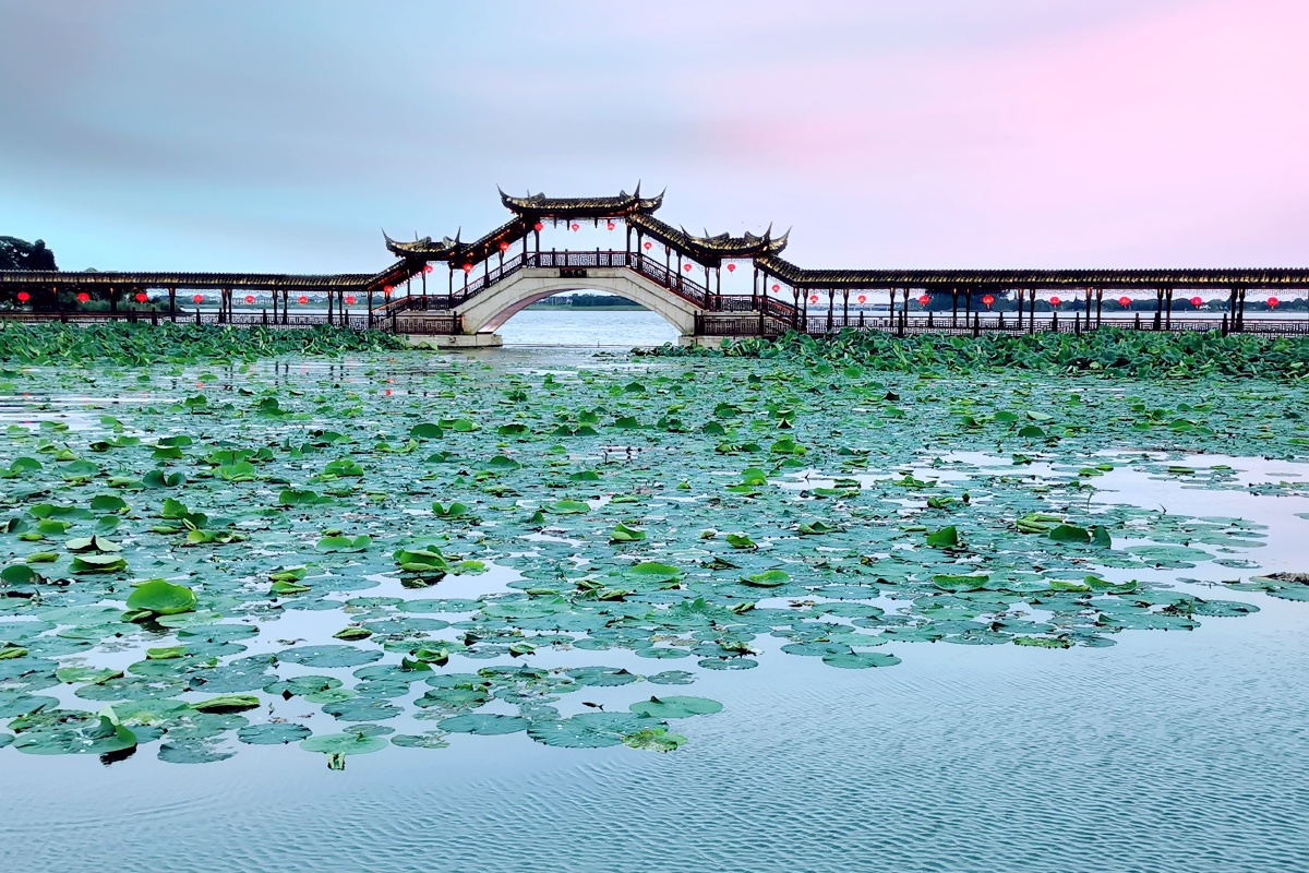 锦溪古莲(摄于江苏昆山)