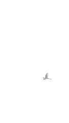 413C8964-EAC9-43F7-9C6B-96F1A46C1B30/L0/001