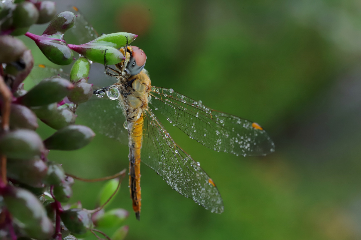 雨天的蜻蜓
