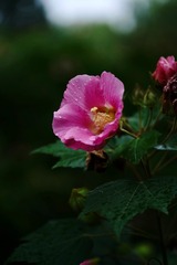 96B36AC0-F523-4979-86C6-B4614F768E1A/L0/001