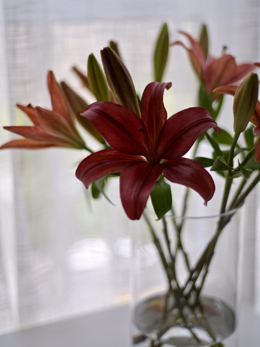 红宝石亚百合 - 归树ing - 图虫