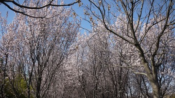 P1030529
