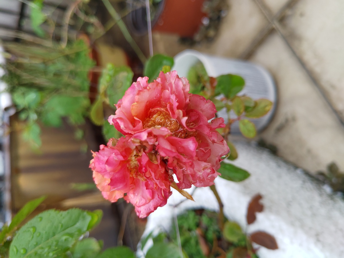 一茎三朵的并蒂月季花奇观