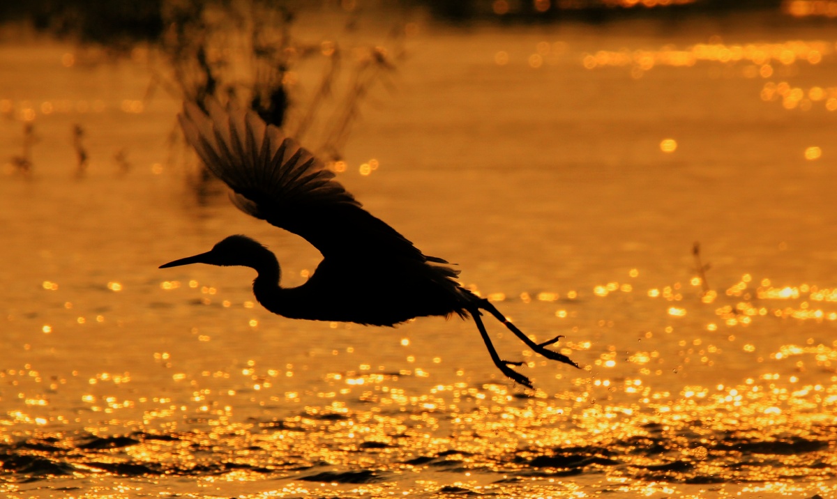 水域黎明 66 打开微信,使用"扫一扫"即可将网页分享之朋友圈 转发到