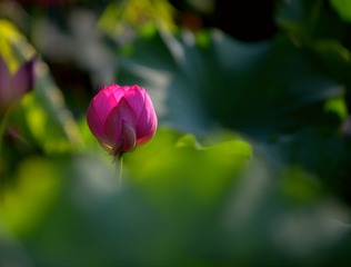 1206070