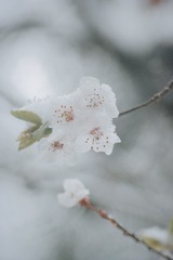 8528