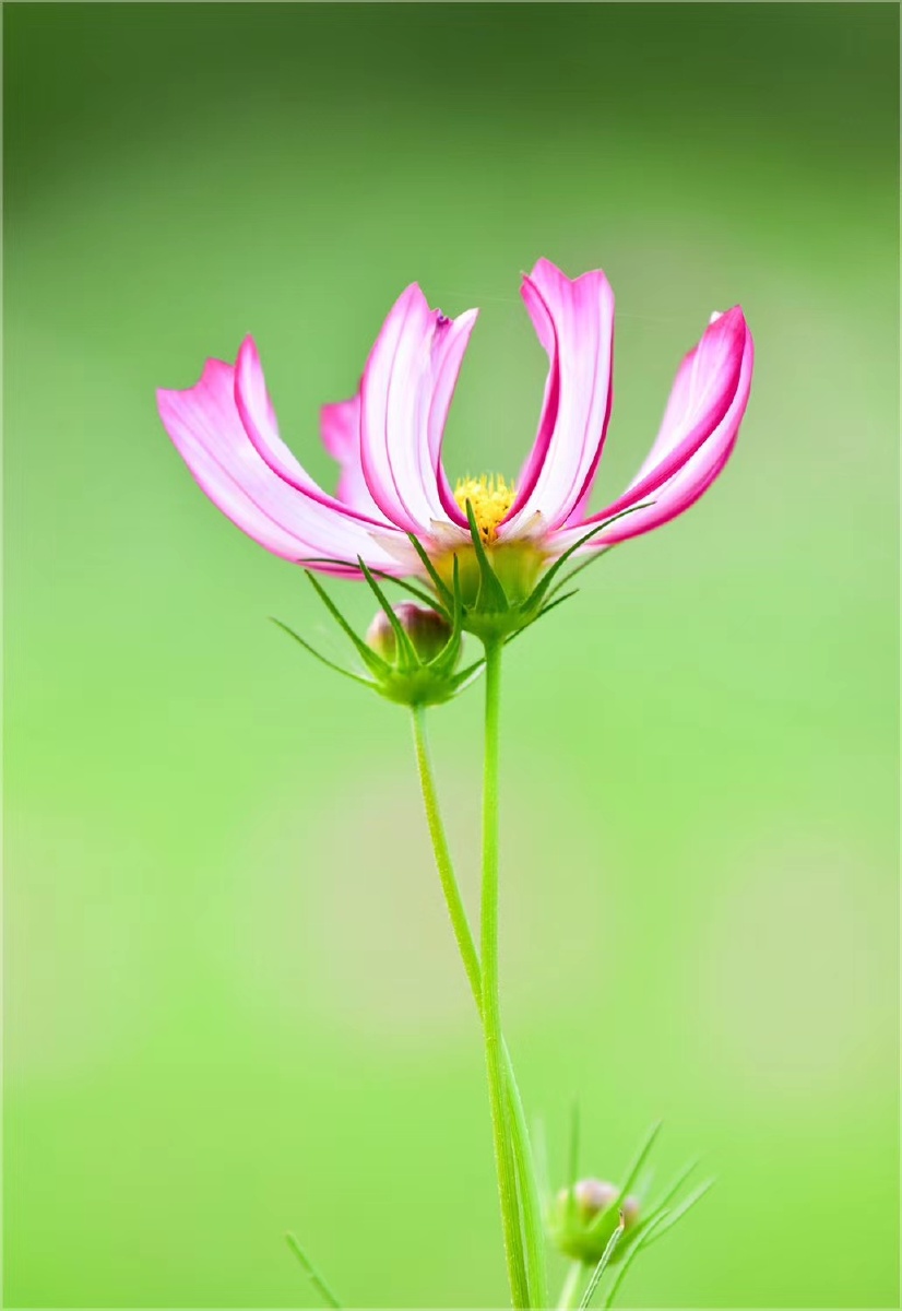 那些可爱的花