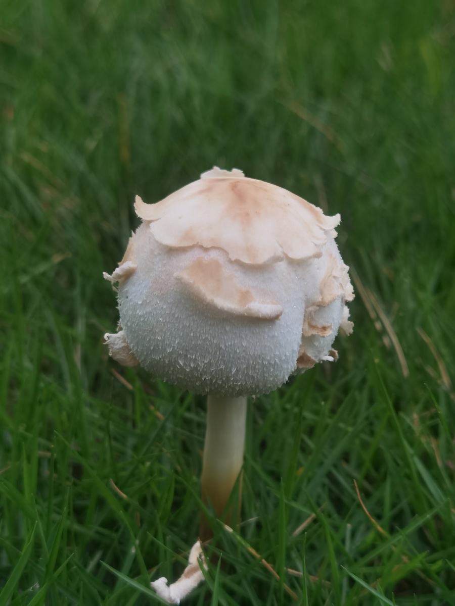 雨后地上开出了一把把小伞白伞伞蘑菇