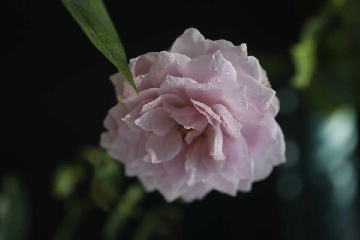 花草界的网红空蒙月季