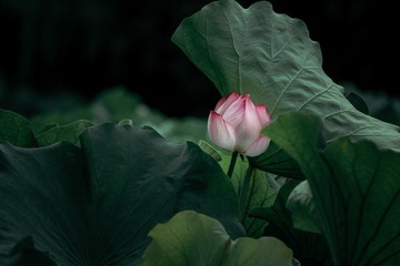 5907012D-82D7-4957-812E-E9A67E6A75D4/L0/001