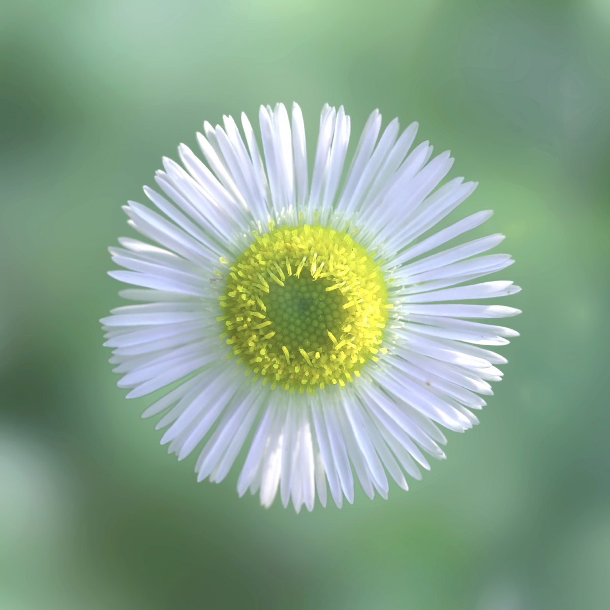 自伯之东首如飞蓬几千年前在蓬草繁茂的季节有一位妻子轻轻吟哦着对