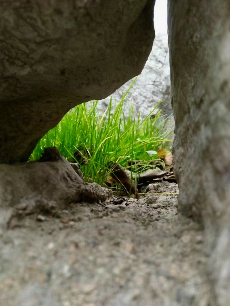 游览大雁塔时无意间发现石头缝里的一团小草