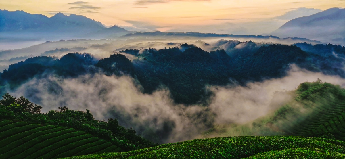 茶山雾海——摄于恩施木耳山茶场