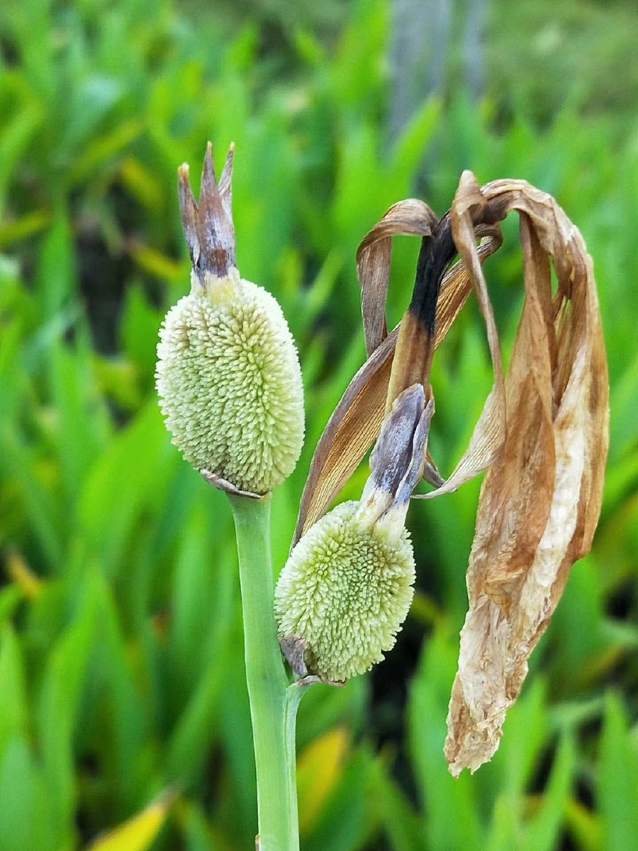 美人蕉果实 - 曼陀萝816 - 图虫
