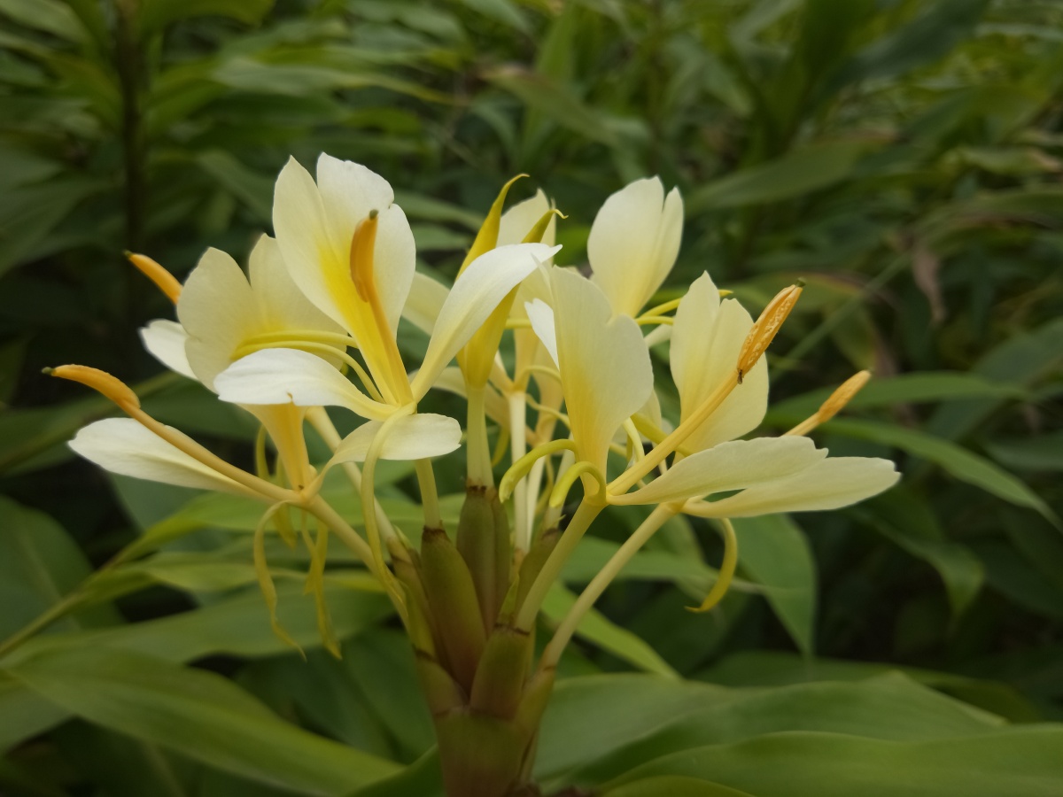 黄姜花 - 曼陀萝816 - 图虫