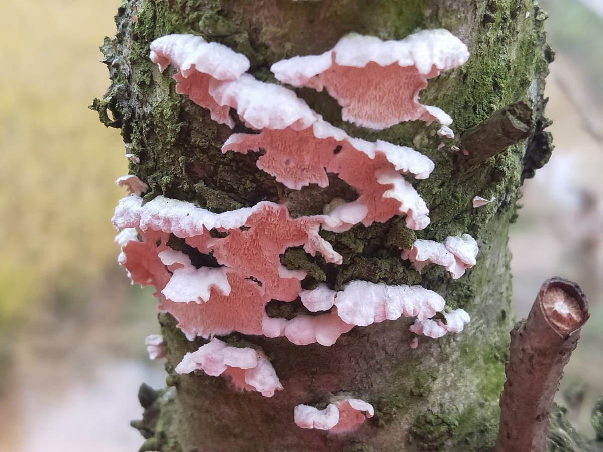 长在树上的菌类