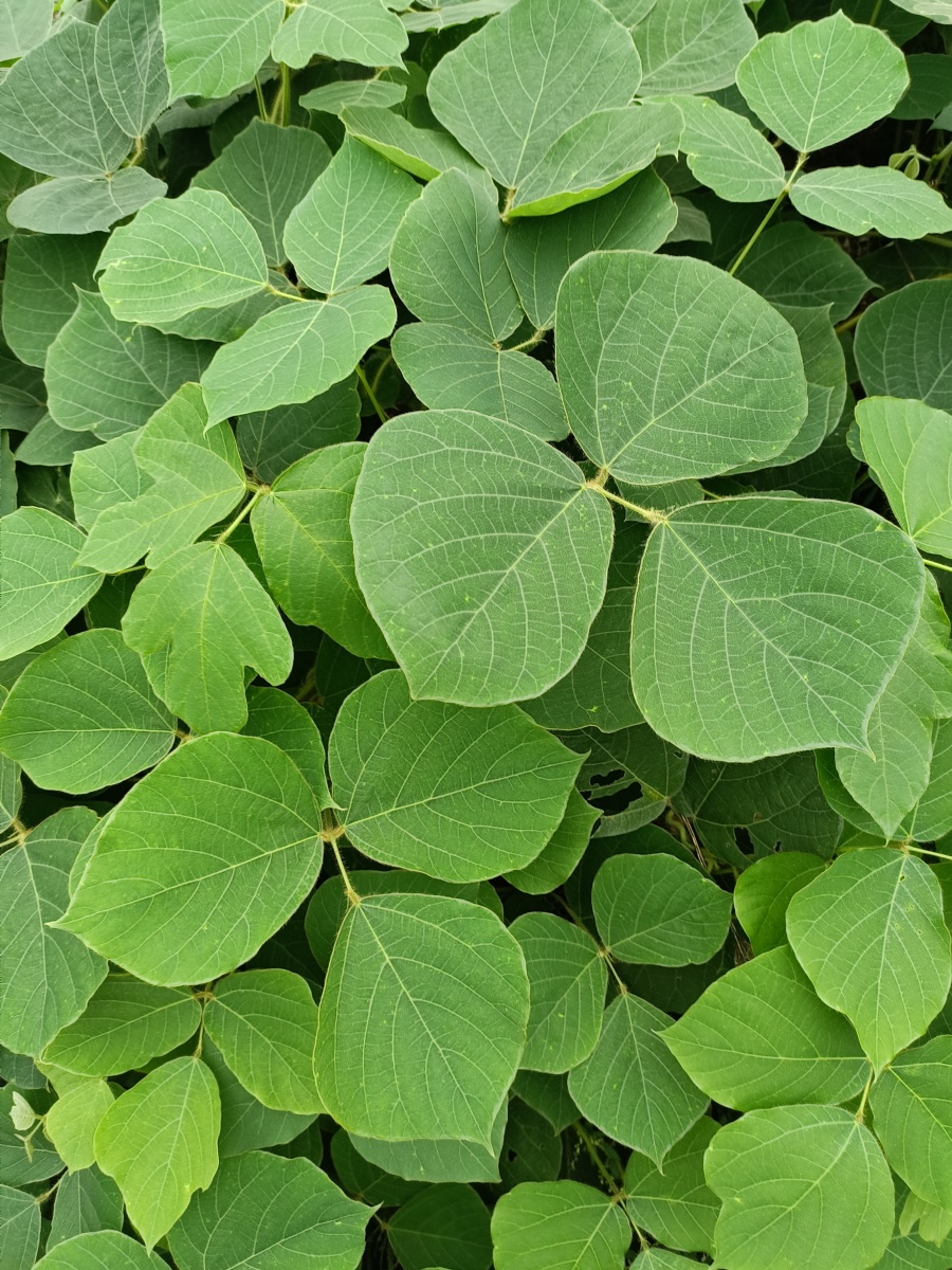 葛藤叶 - 曼陀萝816 - 图虫