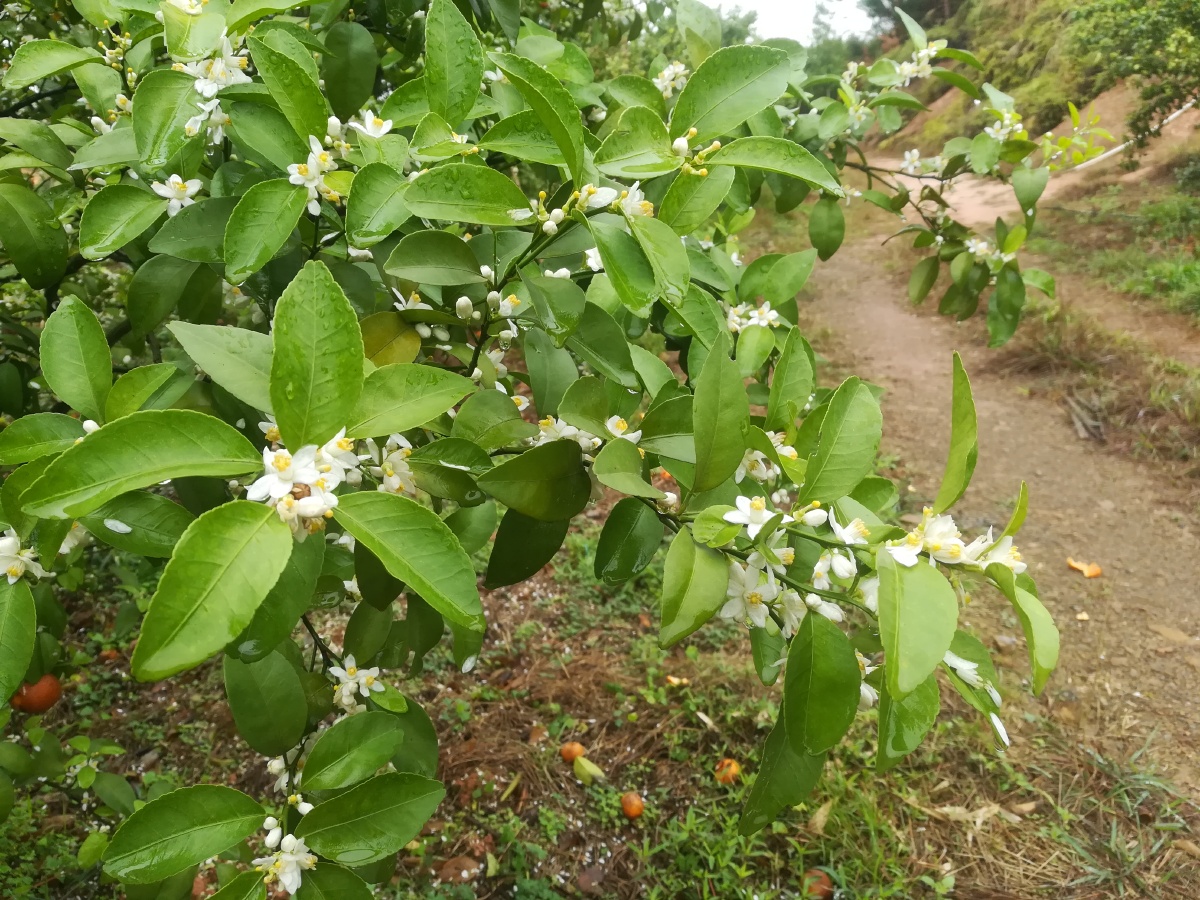 农业种植沙糖桔开花了