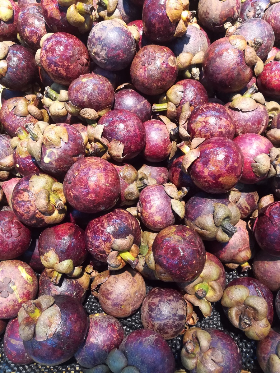 山竹成熟时 - 随拍照 - 图虫