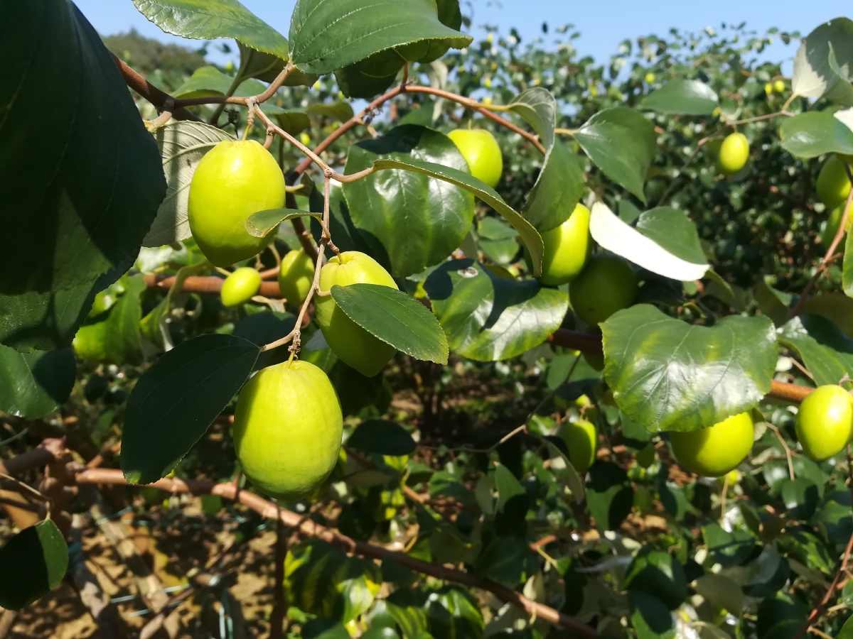 青枣园里的青枣成熟了