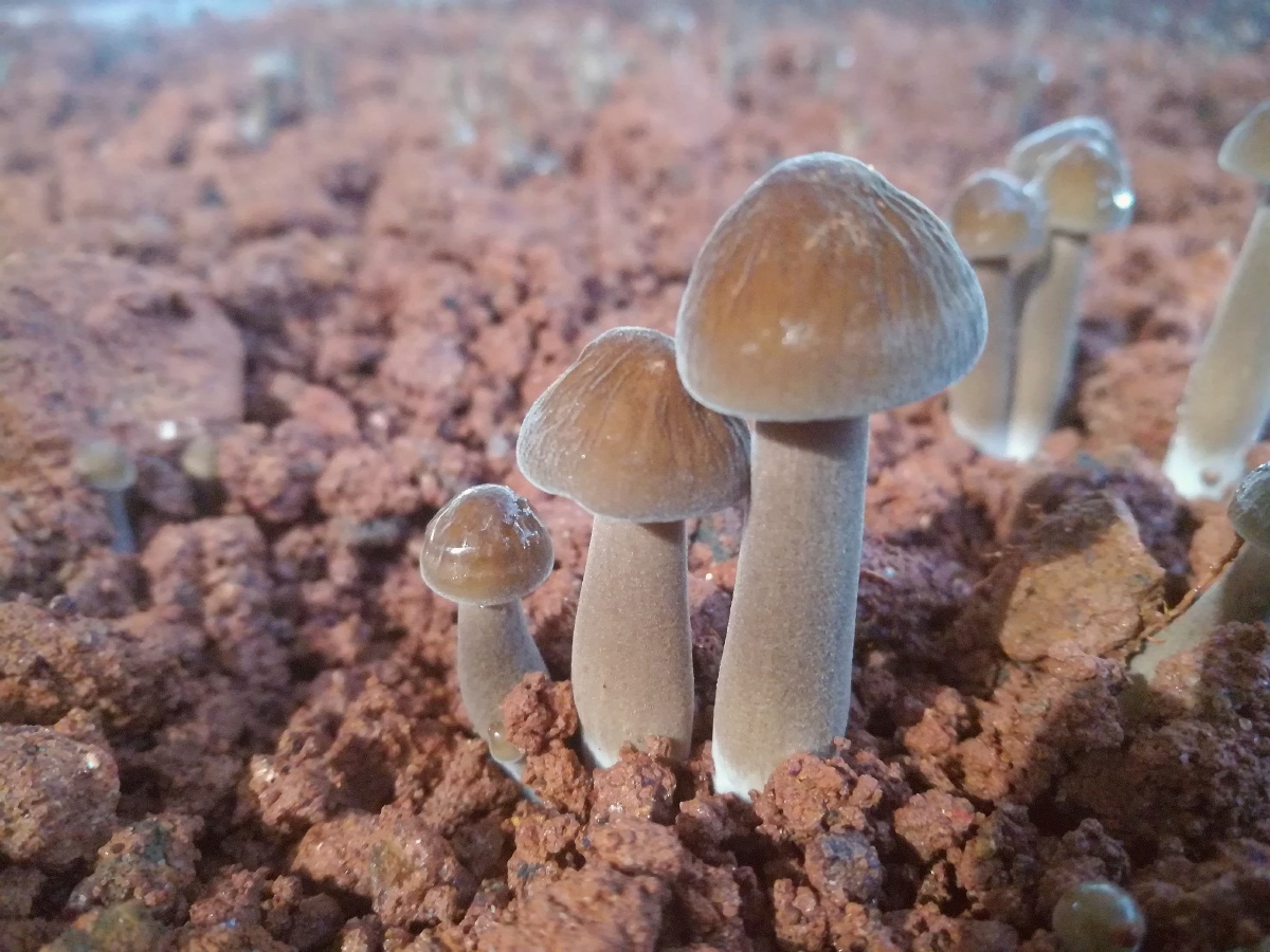 种植的黑皮鸡枞菌 - 随拍照 - 图虫