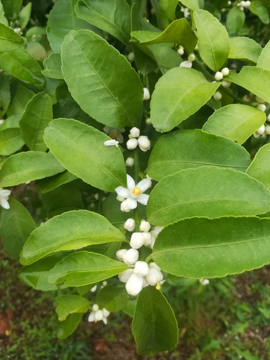 农业种植沙糖桔开花了! - 随拍照 - 图虫