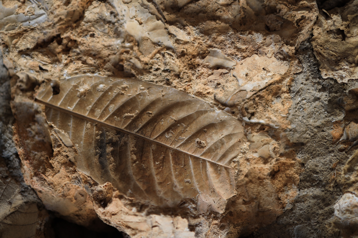 走进云南石屏化石村