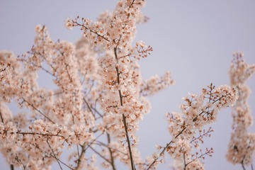 2AD3A369-5A47-484A-95FD-7B6539608152/L0/001