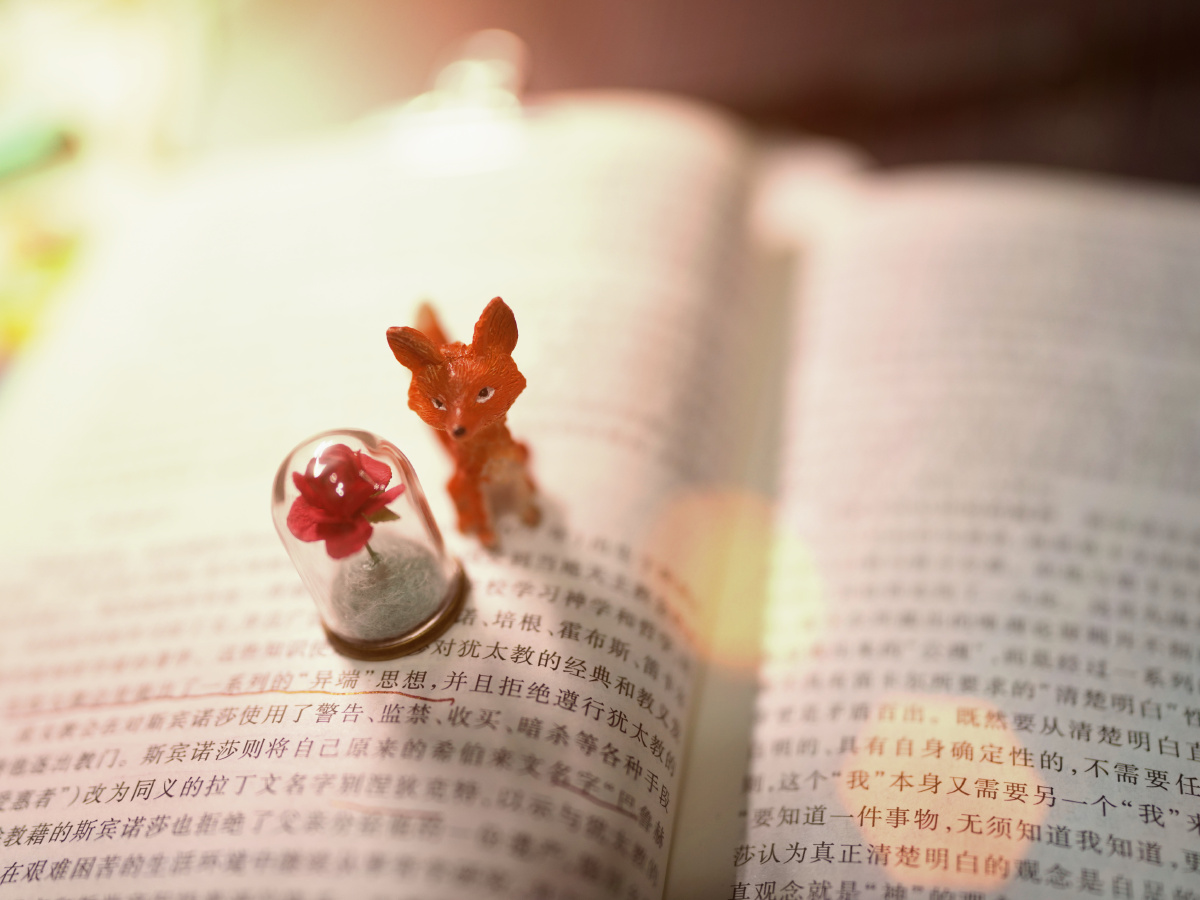 家中静物拍摄小王子狐狸与玫瑰