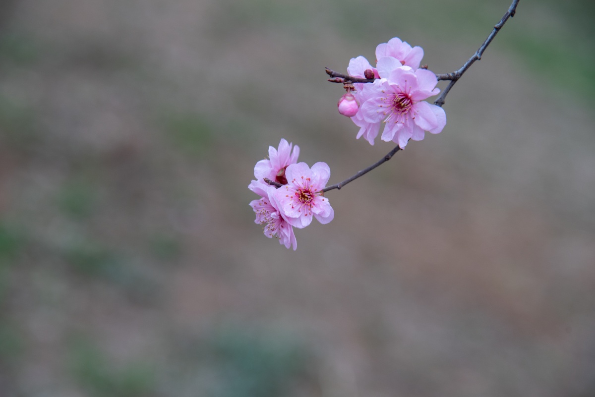 春满枝头 - 浪迹天涯9271 - 图虫