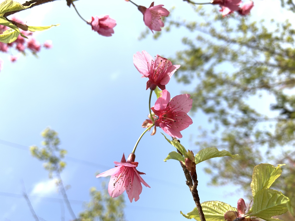 生机勃勃春意盎然