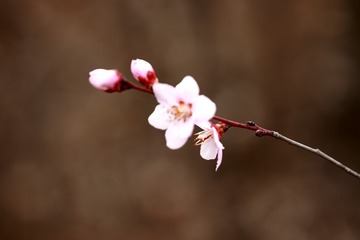 1459127