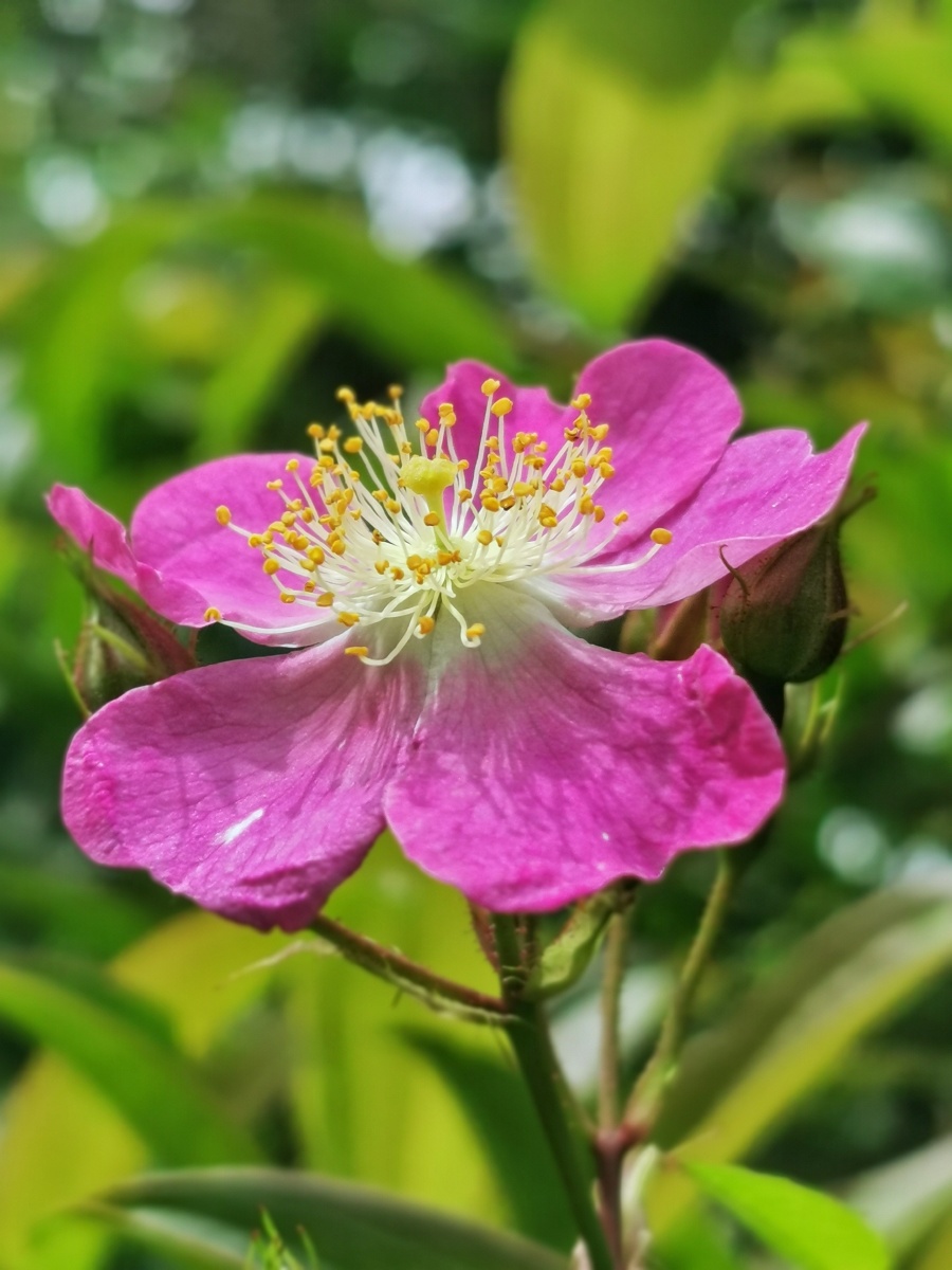 山上的野月季花