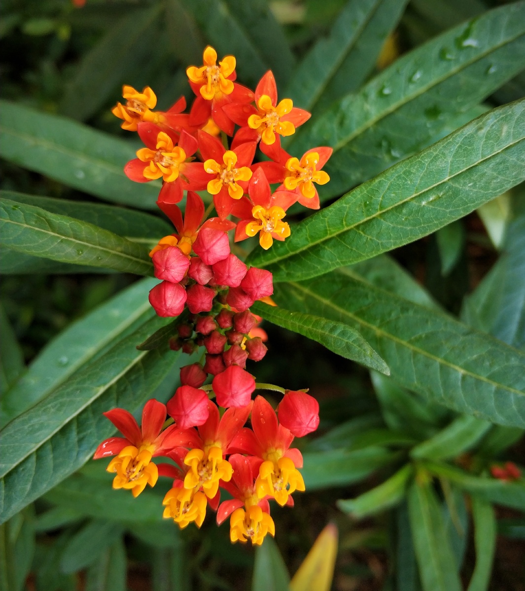 马利筋——花橙黄或红色,花心紫红色,花朵小巧玲珑,像一群在舞蹈的