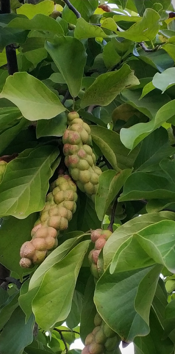 奇特的玉兰花果子