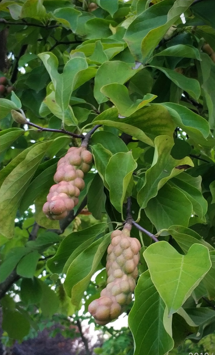 奇特的玉兰花果子