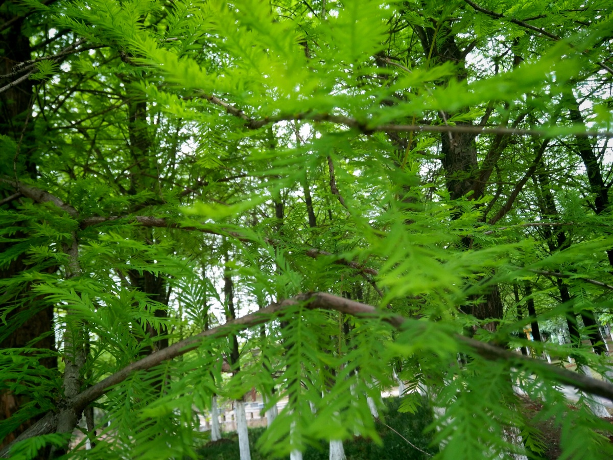 冰川时代的活化石――水杉