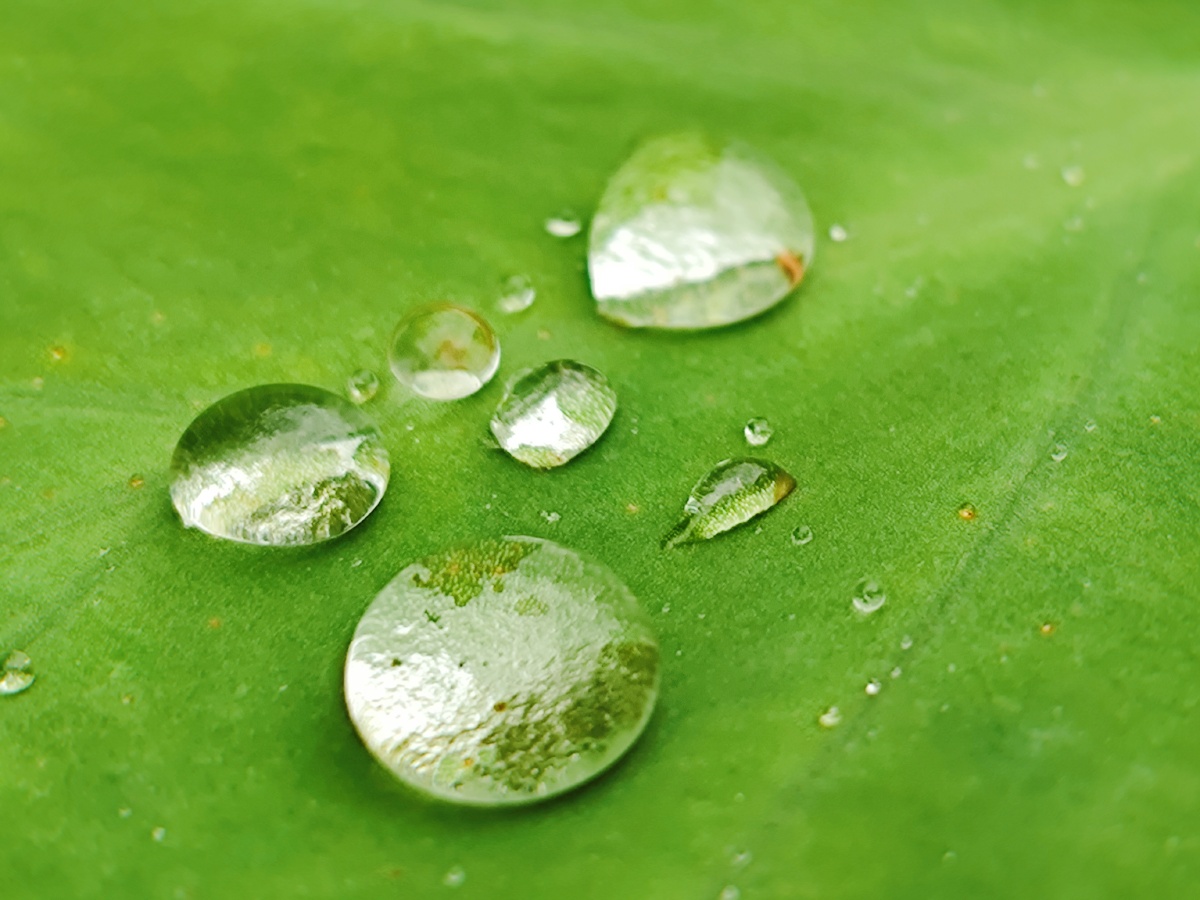 菜地里每年都会长出一株芋头雨后的叶子上落满了小水珠晶莹剔透的