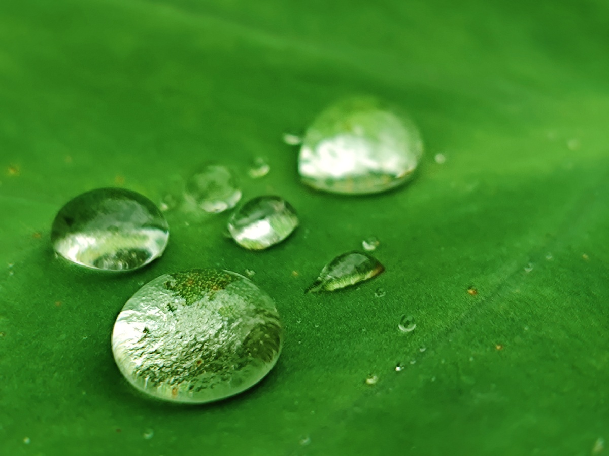 菜地里每年都会长出一株芋头雨后的叶子上落满了小水珠晶莹剔透的