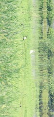 360004A7-C6D3-4EDF-BC20-5598D1B1F1D3/L0/001
