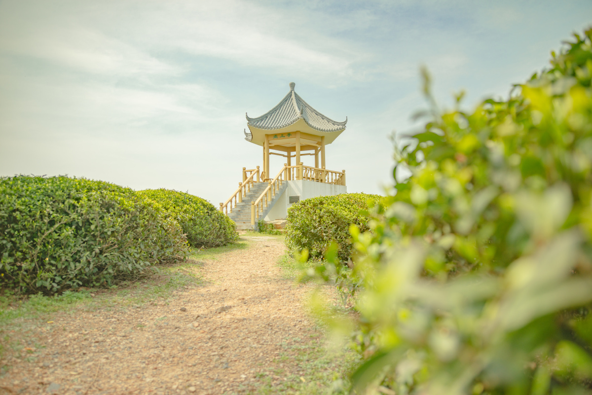 南京高淳游子山茶园