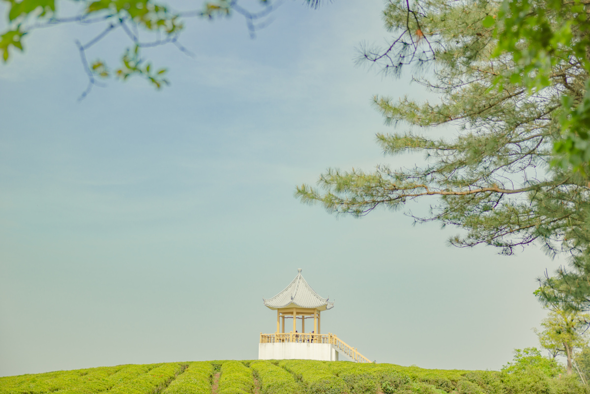 南京高淳游子山茶园