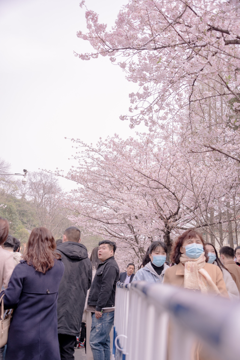 南京鸡鸣寺看樱花
