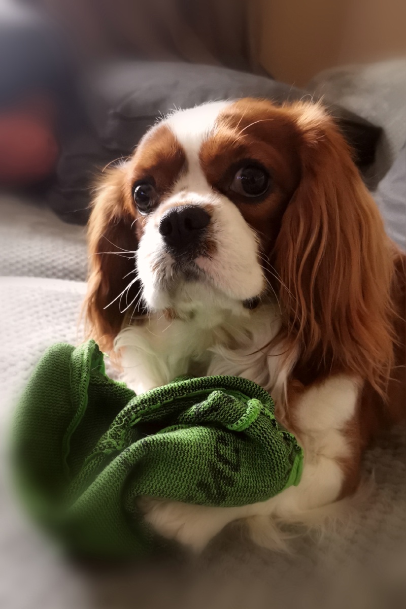 查尔斯王骑士猎犬(拉丁学名:cavalier king charles spaniel),犬科犬